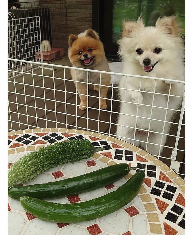 오이 사진을 올렸는데 강아지가 화제된 트윗