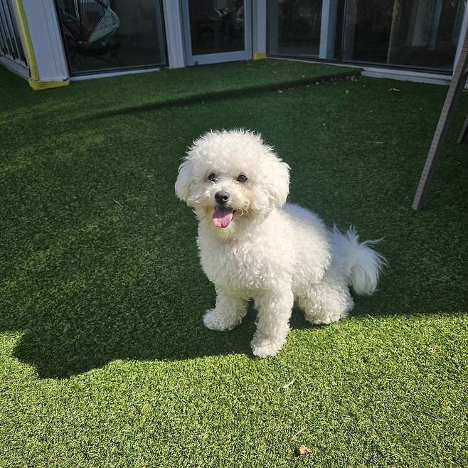 1000026694.jpg 우리집 강아지 미용하고 좌절하는데 응원좀..