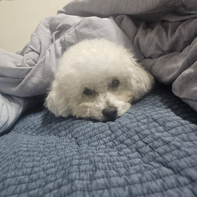 1000026871.jpg 우리집 강아지 미용하고 좌절하는데 응원좀..