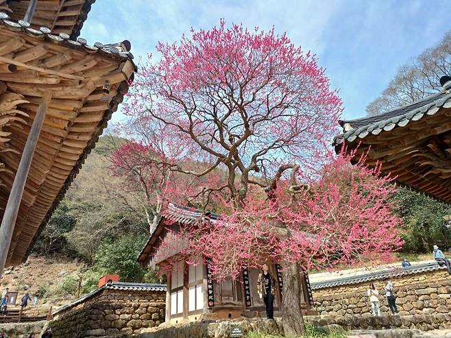 전남 구례 화엄사 각황전 앞에 홍매화가 탐스럽게 피어있다.