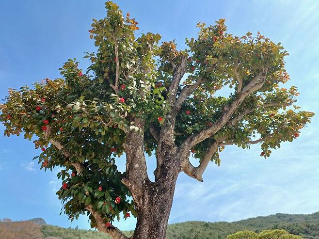 붉은 꽃잎을 내민 화엄사 동백나무