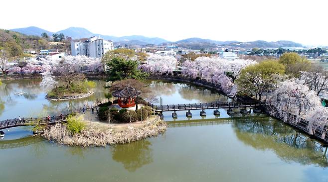 영산 연지못의 수양벚꽃