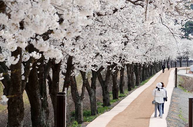 계성천 십리 벚꽃