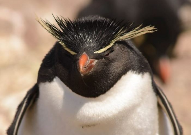 인도양 남부의 화산섬인 허드 맥도날드 제도에 사는 펭귄. 이 섬은 10년 넘게 사람이 살지 않은 무인도로, 펭귄들이 살고 있다. 2일(현지시간) 미국 정부는 이 섬에 상호관세 10%를 적용하기로 발표했다. [세계자연기금 제공]