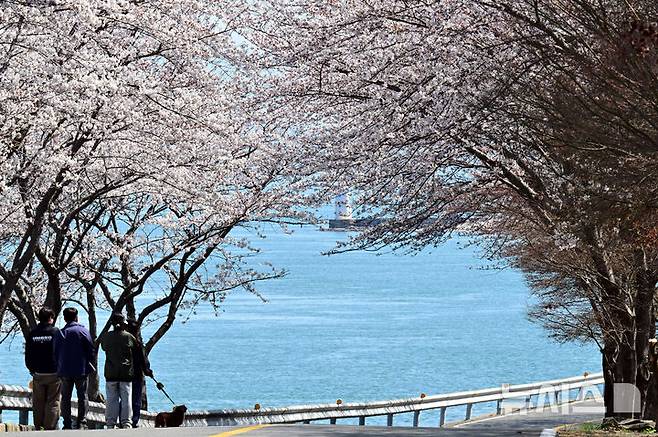 [남해=뉴시스] 차용현 기자 = 2일 오전 경남 남해군 설천면 인근 왕지벚꽃길에 벚꽃이 활짝 꽃망울을 터뜨려 눈길을 끌고 있다. 왕지 벚꽃은 이번 주말 절정을 이룰 것으로 예상된다. 2025.04.02.. con@newsis.com