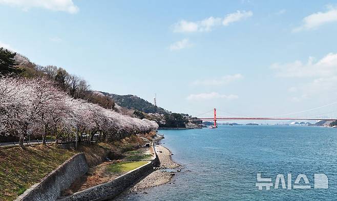 [남해=뉴시스] 차용현 기자 = 3일 오후 경남 남해군 설천면 인근 왕지벚꽃길에 벚꽃이 꽃망울을 터뜨려 눈길을 끌고 있다. 왕지 벚꽃은 이번 주말 절정을 이룰 것으로 예상된다. 2025.04.03.. con@newsis.com