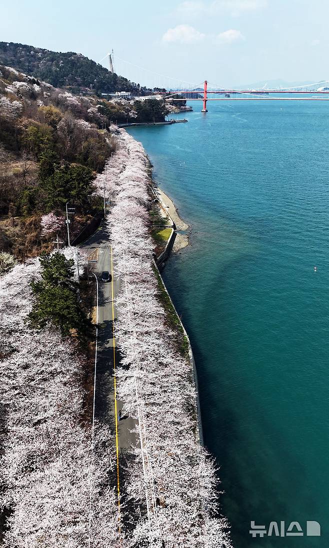 [남해=뉴시스] 차용현 기자 = 3일 오후 경남 남해군 설천면 인근 왕지벚꽃길에 벚꽃이 꽃망울을 터뜨려 눈길을 끌고 있다. 왕지 벚꽃은 이번 주말 절정을 이룰 것으로 예상된다. 2025.04.03.. con@newsis.com