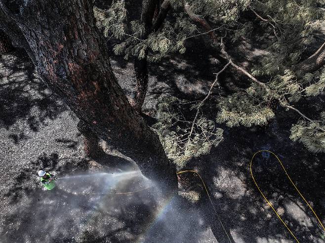 지난달 31일 경북 안동시 임하면 개호송 숲 일부가 산불에 피해를 본 가운데 수목치료업체에서 까맣게 탄 소나무를 세척하고 있다. 연합뉴스