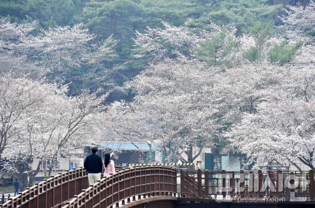 ▲제10회 용면 추월산 벚꽃축제가 오는 5일과 6일 이틀간 담양군 용면 추월산 벚꽃광장 일원에서 열린다ⓒ담양군