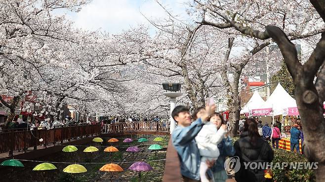 기다렸던 봄 (창원=연합뉴스) 김동민 기자 = 절기 청명을 하루 앞둔 3일 오후 경남 창원시 진해구 여좌천에서 상춘객이 활짝 핀 벚꽃을 배경으로 봄기운을 만끽하고 있다.
시는 이날 진해지역 벚꽃 개화율은 90%며, 오는 4일 만개할 것으로 예측했다. 2025.4.3 image@yna.co.kr