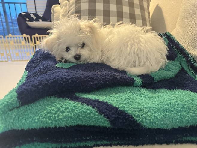 IMG_2137.jpeg 우리 강아지 배냇털 미용해따