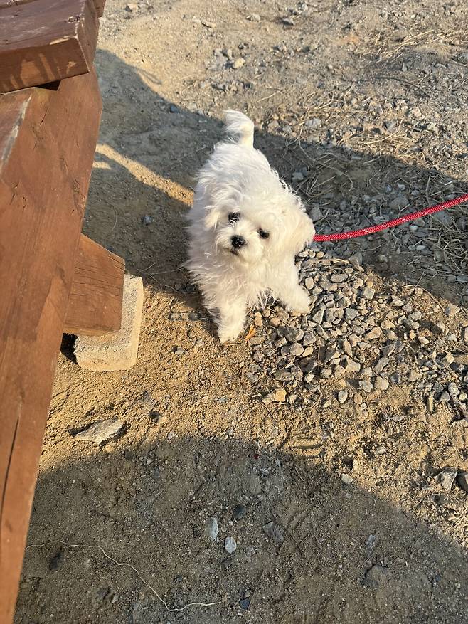 IMG_2136.jpeg 우리 강아지 배냇털 미용해따