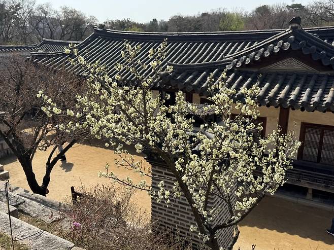 '봄을 품은 낙선재' 프로그램 참여 도중 발견한 봄꽃 1
