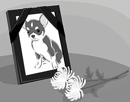 반려동물을 키우는 사람들이 늘고 있지만 반려동물 장례시설 서비스는 아직 부족하다. 연합뉴스