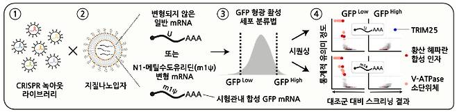 mRNA 백신의 세포 조절 경로를 탐구하기 위한 크리스퍼 녹아웃 스크리닝 전략. IBS 제공