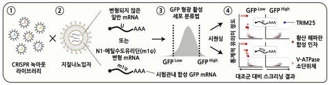 크리스퍼 녹아웃 스크리닝 개념도 [김빛내리 단장팀 제공. 재판매 및 DB 금지]