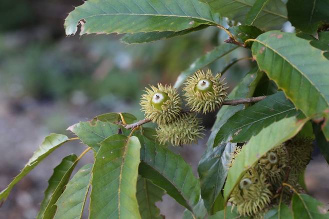 상수리나무. [국립공원공단 제공. 재판매 및 DB 금지]