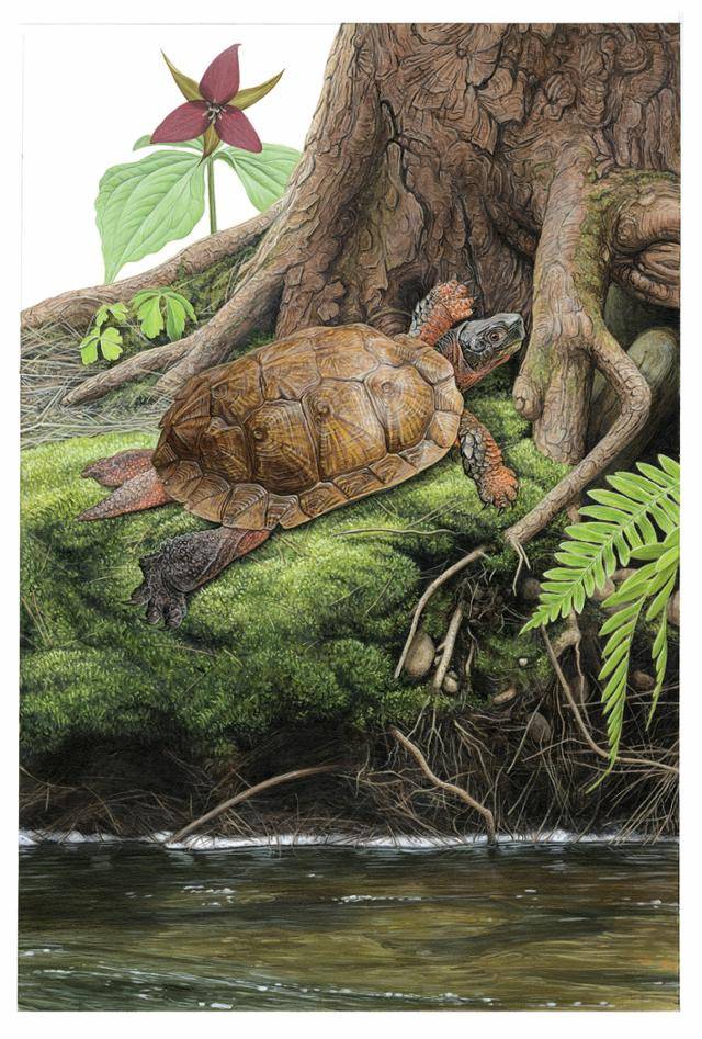 야생동물 전문화가 맷 패터슨이 그린 거북 삽화. 돌고래 제공