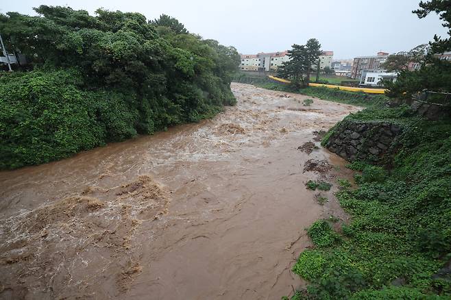 제주시 오라동 한천이 급류로 변해 흙탕물이 흐르고 있다. 한천은 평소에 물이 거의 흐르지 않는 건천으로 분류된다.[연합]