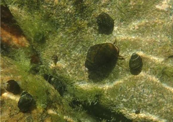 염주알다슬기가 ‘4월 멸종위기 야생생물로’ 선정됐다. 국립생태원 멸종위기종복원센터 제공