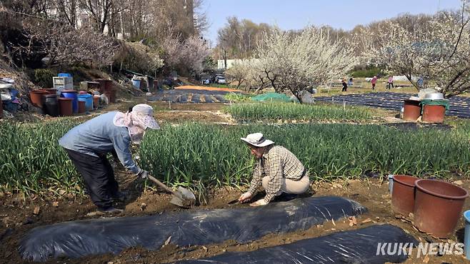 "함께 텃밭 일구며 건강도 관리해요"휴일인 6일 오후 송파구 방이동의 한 주말농장에서 노부부가 비닐을 씌운 후 흙으로 덮어주고 있다.