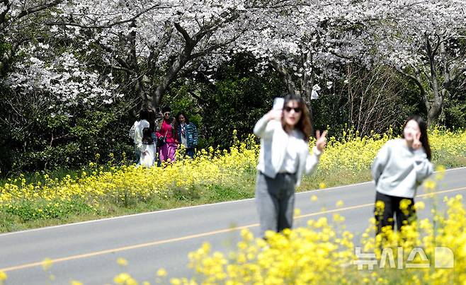 [서귀포=뉴시스] 우장호 기자 = 완연한 봄날씨를 보인 6일 오전 제주 서귀포시 표선면 가시리 녹산로를 찾은 시민과 관광객들이 활짝핀 벚꽃과 유채꽃길을 걸으며 깊어가는 봄을 만끽하고 있다. 2025.04.06. woo1223@newsis.com