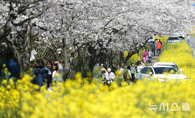 [서귀포=뉴시스] 우장호 기자 = 완연한 봄날씨를 보인 6일 오전 제주 서귀포시 표선면 가시리 녹산로를 찾은 시민과 관광객들이 활짝핀 벚꽃과 유채꽃길을 걸으며 깊어가는 봄을 만끽하고 있다. 2025.04.06. woo1223@newsis.com