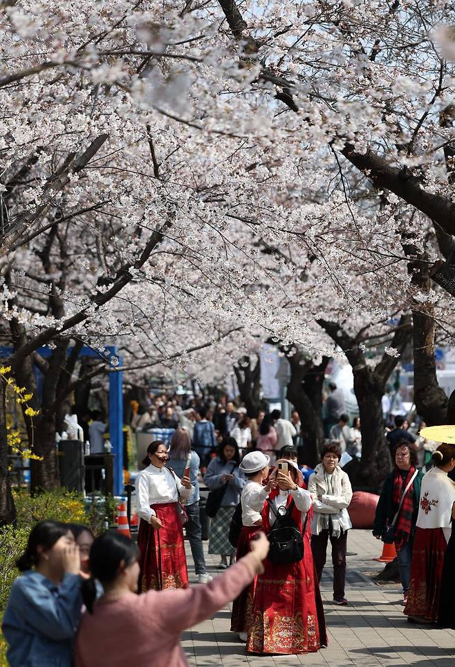 7일 여의도 윤중로 / 뉴시스