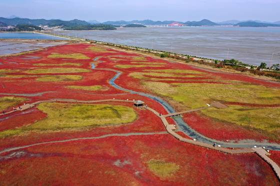2021년 10월 26일 전남 신안군 증도 태평염전 염생식물원에서 함초(퉁퉁마디)와 칠면초가 가을을 맞아 붉게 물들고 있다. 생장 초기에 녹색이던 함초는 가을이 되면 붉은색으로 바뀌고 칠면초의 꽃은 8~9월에 펴 차차 자주색으로 변한다. 연합뉴스