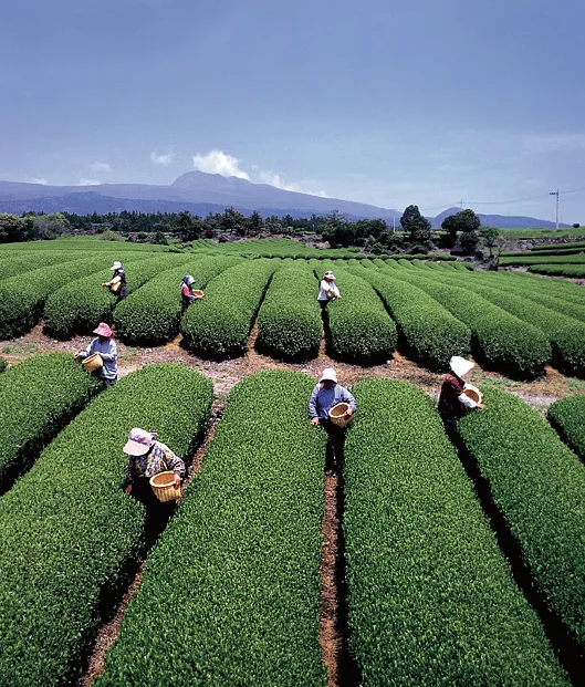 제주 돌송이차밭에서 채엽하는 풍경 [아모레퍼시픽 제공]