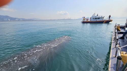 대형 고래 [여수해경 제공. 재판매 및 DB 금지]
