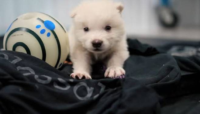 유전자 변형으로 탄생한 새끼늑대. (사진=Colossal Biosciences 유튜브 캡쳐)