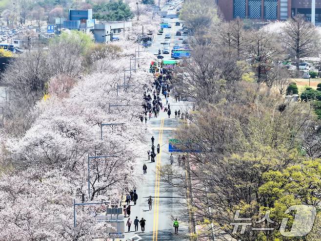 8일 서울 영등포구 여의도 윤중로에서 열리는 2025 여의도 봄꽃축제를 찾은 찾은 상춘객들이 벚꽃길을 걸으며 봄을 만끽하고 있다. 2025.4.8/뉴스1 ⓒ News1 김진환 기자