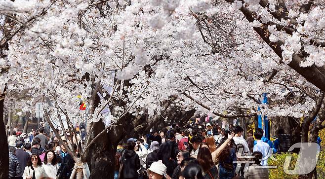8일 서울 영등포구 여의도 윤중로에서 열리는 2025 여의도 봄꽃축제를 찾은 찾은 상춘객들이 벚꽃길을 걸으며 봄을 만끽하고 있다. 2025.4.8/뉴스1 ⓒ News1 김진환 기자