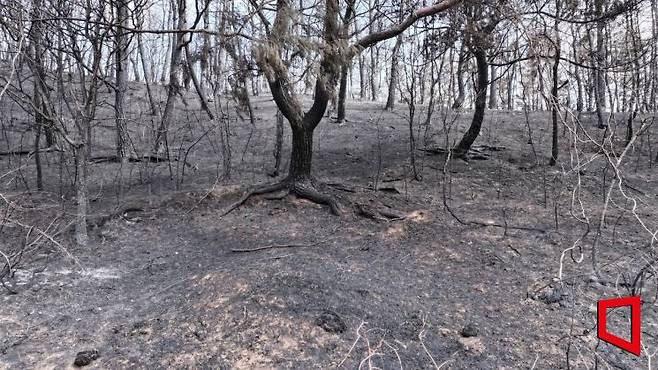 화마가 휩쓸고 간 흔적. 지난 7일 경북 청송군 주왕산국립공원 전경. 불길에 탄 나무가 잿빛으로 변해 앙상한 가지를 드러내고 있다. 사진=환경부 공동취재단