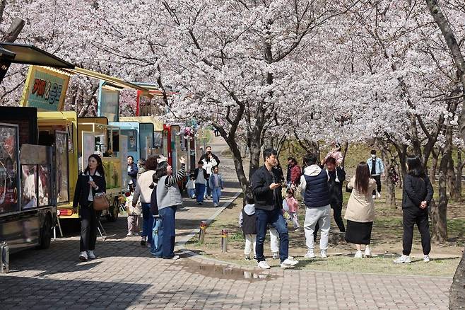 6일 강원 동해시 부곡동 농업기술센터 일원에서 유천문화축제가 열려 시민과 관광객들이 활짝 핀 벚꽃 속에서 다양한 체험을 즐겼다. 동해시 제공