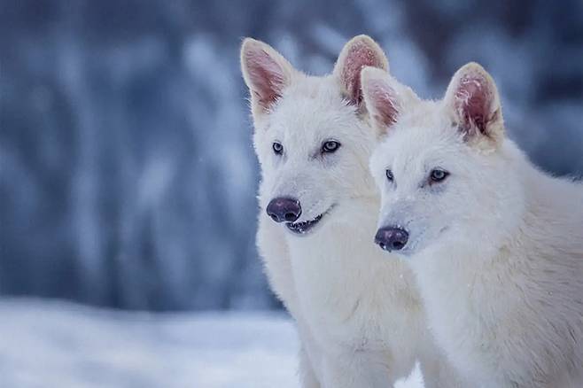 다이어울프 DNA를 기반으로 유전자를 편집해 태어난 늑대 로물루스와 레무스. 사진=Colossal Bioscience