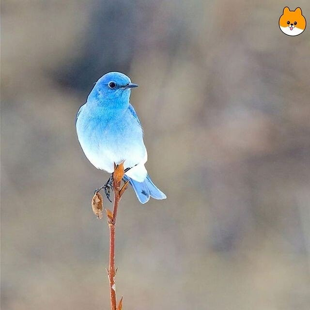 1000009636.jpg 보면 소원을 이루어준다는 파랑새