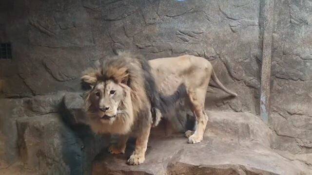 ‘갈비사자’로 불리던 수사자 ‘바람이’. 부산동물학대방지협회 제공