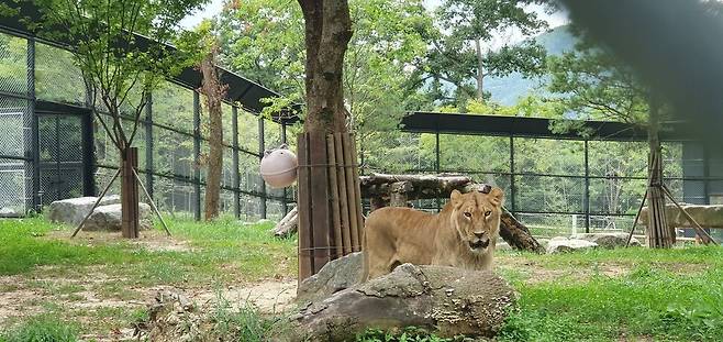 청주동물원 암사자 도도. 오윤주 기자