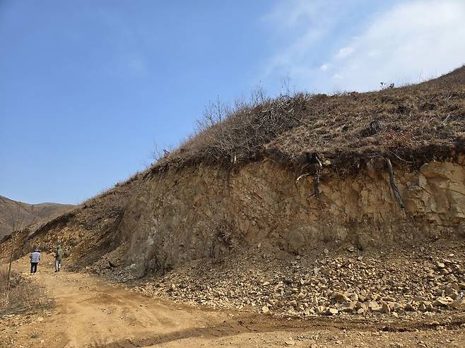 2025년 3월31일 강원 강릉시 옥계면 산불 복구지의 벌채 작업로. 수직으로 깎아서 길을 내는 바람에 절벽이 생겼다. 산사태 위험이 크다는 지적이 나온다. 김양진 기자