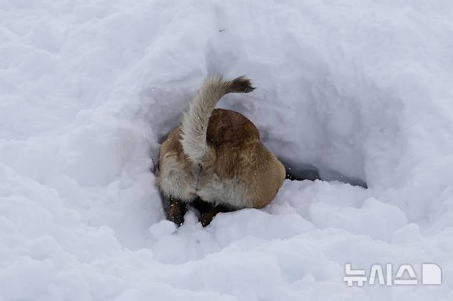 [콜 갈리나=AP/뉴시스] 지난달 25일(현지 시간) 이탈리아 코르티나 담페초 인근 콜 갈리나에서 눈사태를 가정한 구조훈련이 열린 가운데 구조견이 훈련을 하고 있다. 2025.04.07.