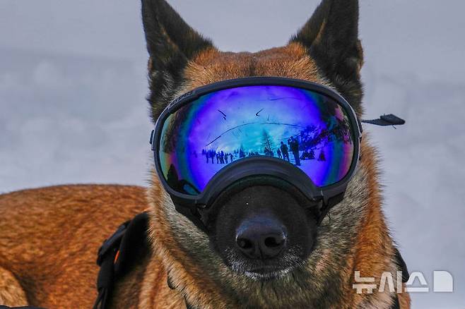 [콜 갈리나=AP/뉴시스] 지난달 25일(현지 시간) 이탈리아 코르티나 담페초 인근 콜 갈리나에서 눈사태를 가정한 구조훈련이 열린 가운데 구조견이 훈련에 참여하고 있다.