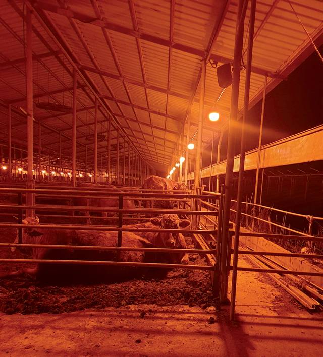 모기퇴치램프 <안티모그>를 설치한 뒤 소들이 밤에 편안히 앉아 쉴 수 있게 됐다.