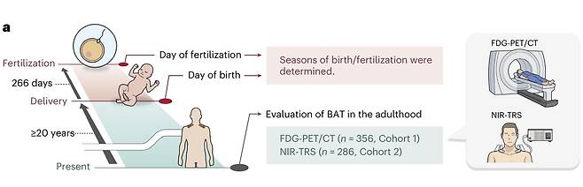 잉태 시기에 따른 성장 후 갈색 지방 조직(BAT) 차이 및 비만 등 비교 과정  연구팀은 3~78세 남녀 683명을 대상으로 갈색 지방 조직의 밀도, 활동성 및 열 생성을 분석하고, 수정 및 출산 기간에 부모가 노출된 기온이 어떤 영향을 미쳤는지 비교했다. [Nature Metabolism, Takeshi Yoneshiro et al. 제공. 재판매 및 DB 금지]
