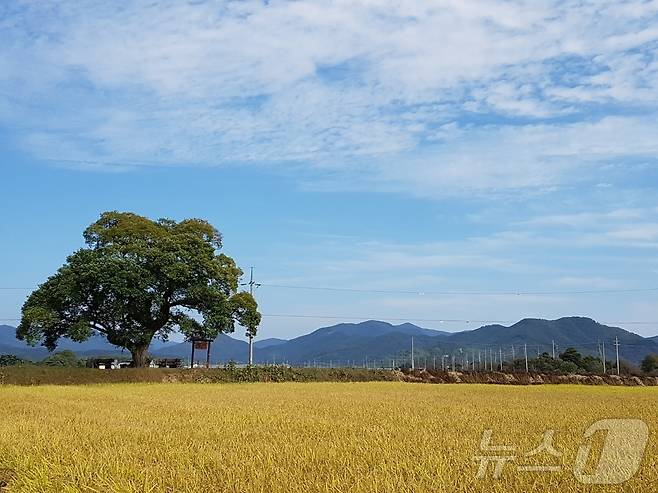 보은군 왕버들 나무(충북도 제공. 재판매 및 DB금지)