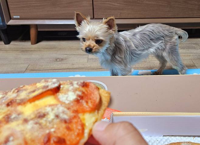 20250408_220949.jpg 저녁 배달 피자에 쏘주한잔