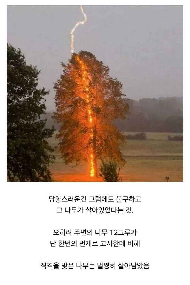 Internet_20250409_103558_3.jpeg 경쟁자를 죽이기 위해 일부러 번개를 맞는 나무