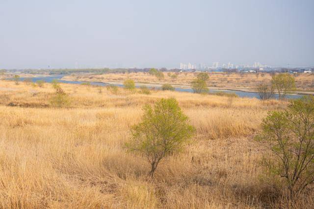 익산에서 전주로 넘어가는 다리 위에서 내려다본 만경강 습지.