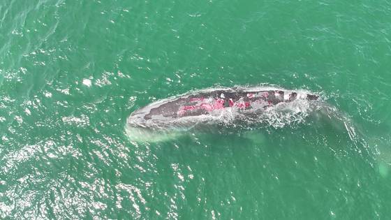 전남 광양항 주변을 맴돌고 있는 대형 향유고래의 모습. 얕은 물에 머무르면서 햇볕에 오래 노출돼 피부에 상처가 많다. 박근호 해양환경인명구조단 여수구조대장 제공